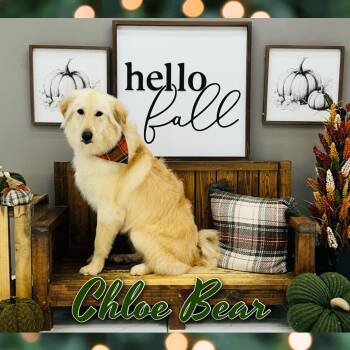 Rescue Great Pyrenees and Belgian Shepherd Malinois Dogs for Adoption in Mcallen, Texas - Chloe Bear | PetCurious