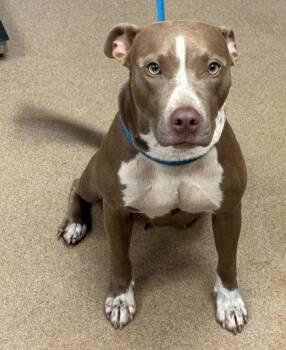 Halifax -  Mixed Breed Dog for Adoption in Chamblee, Georgia - Halifax | PetCurious