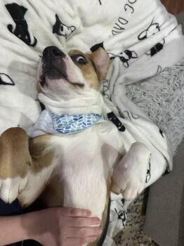 Hound Dogs Available for Adoption - Turner | PetCurious