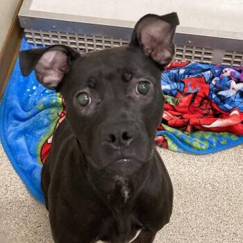 Andi -  Pit Bull Terrier Dog for Adoption in Ballston Spa, New York - Andi | PetCurious