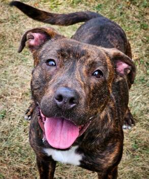 Bradley -  Pit Bull Terrier Dog for Adoption in Bay City, Michigan - Bradley | PetCurious