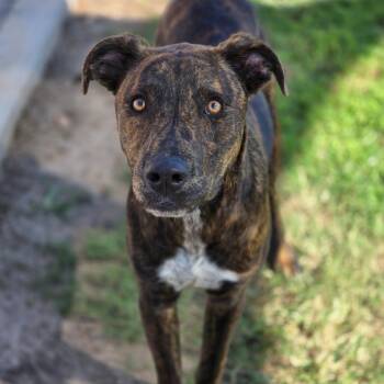 Rescue Dutch Shepherd Dogs for Adoption in Enid, Oklahoma - Oswald | PetCurious