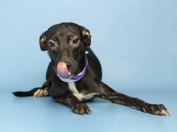 MEL -  Pit Bull Terrier and Mixed Breed Dog for Adoption in Phoenix, Arizona - MEL | PetCurious