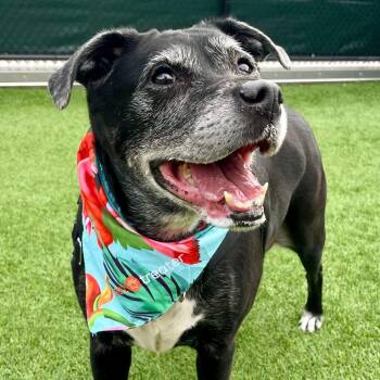 Rescue Labrador Retriever Dogs for Adoption in San Francisco, California - Scarlet | PetCurious