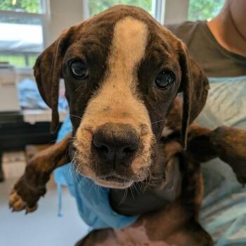 Clara -  Mixed Breed Dog for Adoption in Huntington, West Virginia - Clara | PetCurious