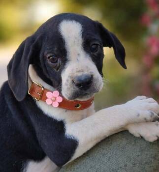Labrador Retriever and Hound Dogs Available for Adoption - Zulu | PetCurious