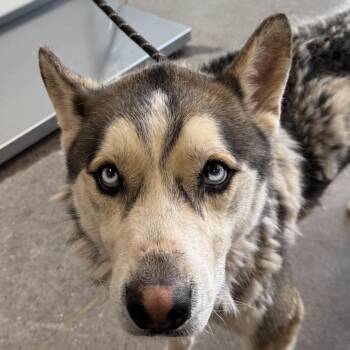 Mixed Breed Dogs Available for Adoption - Koda | PetCurious