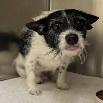 Terrier Dogs Available for Adoption in Columbus, Georgia - Gus 1094 | PetCurious
