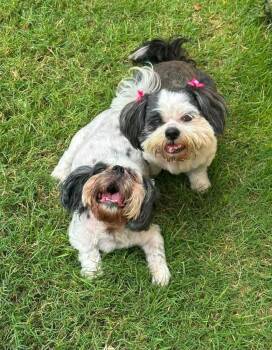 Pebbles and Klohe -  Shih Tzu Dog for Adoption in New Bedford, Massachusetts - Pebbles And Klohe | PetCurious