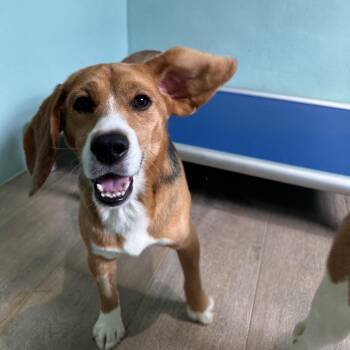 3766 aka Munchkin -  Beagle Dog for Adoption in Loxahatchee Groves, Florida - 3766 Aka Munchkin | PetCurious