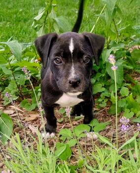 Pammy -  Pit Bull Terrier Dog for Adoption in Oxford, Michigan - Pammy | PetCurious