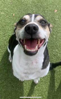 Pistol Pete -  Jack Russell Terrier and Rat Terrier Dog for Adoption in Newark, Ohio - Pistol Pete | PetCurious