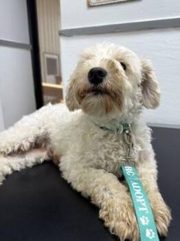 Schnauzer and Mixed Breed Dogs Available for Adoption in Fort Worth, Texas - Kesha | PetCurious