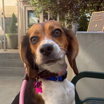 Bonita -  Beagle Dog for Adoption in Chicago, Illinois - Bonita | PetCurious
