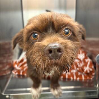 Mixed Breed Dogs Available for Adoption in Lake Jackson, Texas - Pepe | PetCurious