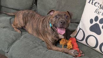 Bulldog Dogs Available for Adoption in Zuni, Virginia - Peta | PetCurious