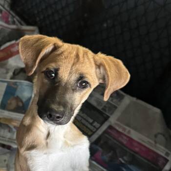 Rescue Mixed Breed Dogs for Adoption in San Juan, San Juan - Darla | PetCurious
