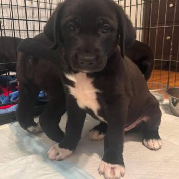 Chevy Farm -  Mixed Breed Dog for Adoption in Savannah, Georgia - Chevy Farm | PetCurious