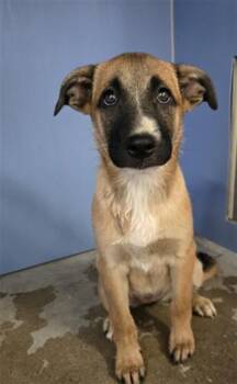 MARCELINE -  German Shepherd Dog and Belgian Shepherd Malinois Dog for Adoption in San Bernardino, California - MARCELINE | PetCurious