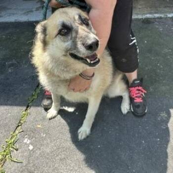 Foxy -  Shepherd and Mixed Breed Dog for Adoption in Charlottesville, Virginia - Foxy | PetCurious