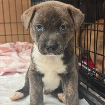 River (Jacks) -  Shepherd and Labrador Retriever Dog for Adoption in Edinburg, Texas - River (Jacks) | PetCurious