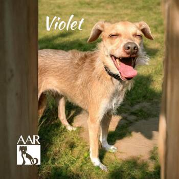 Terrier and Border Terrier Dogs Available for Adoption in Magnolia, Texas - Violet | PetCurious