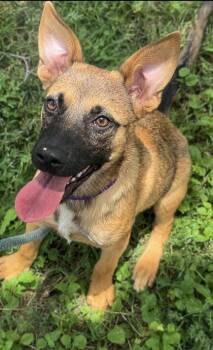 Shepherd and Mixed Breed Dogs Available for Adoption in San Antonio, Texas - Tessa | PetCurious