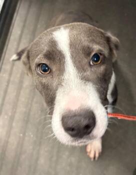 Tonya -  Mixed Breed Dog for Adoption in Henderson, North Carolina - Tonya | PetCurious