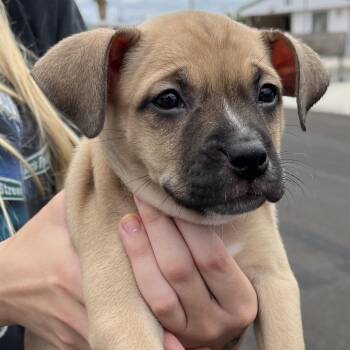 Puppy 07/17/2026 -  Shepherd and Mixed Breed Dog for Adoption in Bullhead City, Arizona - Puppy 07/17/2026 | PetCurious
