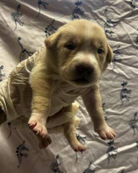 Rescue Pit Bull Terrier and Mixed Breed Dogs for Adoption in Riverside, California - WANDA | PetCurious