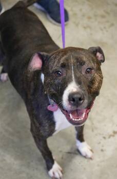 Sammie Mae -  Pit Bull Terrier and Mixed Breed Dog for Adoption in Bowling Green, Kentucky - Sammie Mae | PetCurious