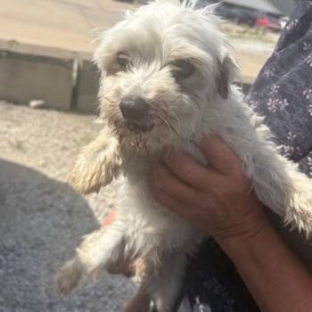 Maltese Dogs Available for Adoption in Normal, Illinois - Davey Boy | PetCurious