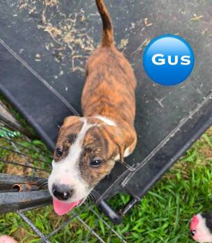 Gus (
