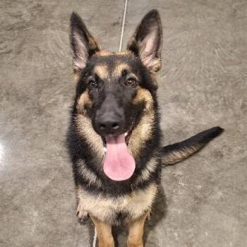 Aya -  German Shepherd Dog Dog for Adoption in Hannibal, Missouri - Aya | PetCurious