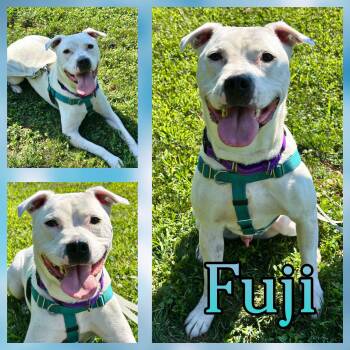 Fuji -  Pit Bull Terrier Dog for Adoption in Hatfield, Pennsylvania - Fuji | PetCurious