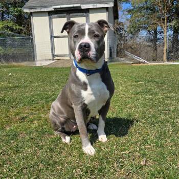 Mixed Breed Dogs Available for Adoption in Owosso, Michigan - Mabel | PetCurious