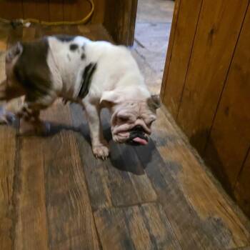 Nala -  English Bulldog Dog for Adoption in Goltry, Oklahoma - Nala | PetCurious