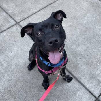 Blue -  Mixed Breed Dog for Adoption in Pittsburgh, Pennsylvania - Blue | PetCurious