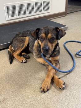 Rottweiler Dogs Available for Adoption in Springfield, Ohio - Frappucino | PetCurious