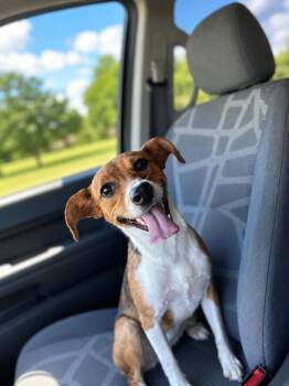 Trinity -  Jack Russell Terrier and Beagle Dog for Adoption in Dalton, Georgia - Trinity | PetCurious