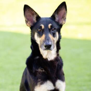 Rescue German Shepherd Dog and Mixed Breed Dogs for Adoption in Camarillo, California - FERN | PetCurious
