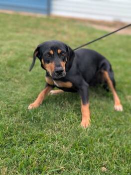 Tammy -  Hound and Labrador Retriever Dog for Adoption in Aiken, South Carolina - Tammy | PetCurious