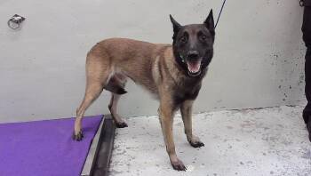 LENCHO -  Belgian Shepherd Malinois and Mixed Breed Dog for Adoption in Houston, Texas - LENCHO | PetCurious
