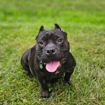 American Staffordshire Terrier Dogs Available for Adoption in Springboro, Ohio - Mellow | PetCurious