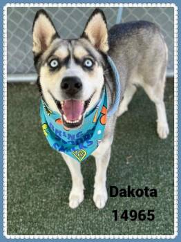 Rescue Siberian Husky Dogs for Adoption in Marietta, Georgia - DAKOTA | PetCurious