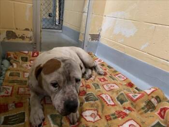 Pit Bull Terrier and Mixed Breed Dogs Available for Adoption in Tulsa, Oklahoma - LANTZY | PetCurious