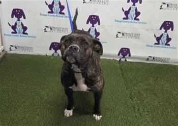 Pit Bull Terrier Dogs Available for Adoption in Orlando, Florida - MISS RUBY | PetCurious