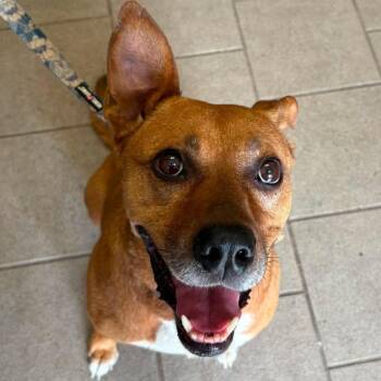 Kimchi Stray Hold 7/6 -  Mixed Breed Dog for Adoption in Huntington, West Virginia - Kimchi Stray Hold 7/6 | PetCurious