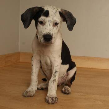 Spanky D70661 -  Labrador Retriever and Mixed Breed Dog for Adoption in Minnetonka, Minnesota - Spanky D70661 | PetCurious
