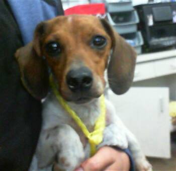 Rescue Mixed Breed Dogs for Adoption in Dallas, Texas - SHELLY | PetCurious